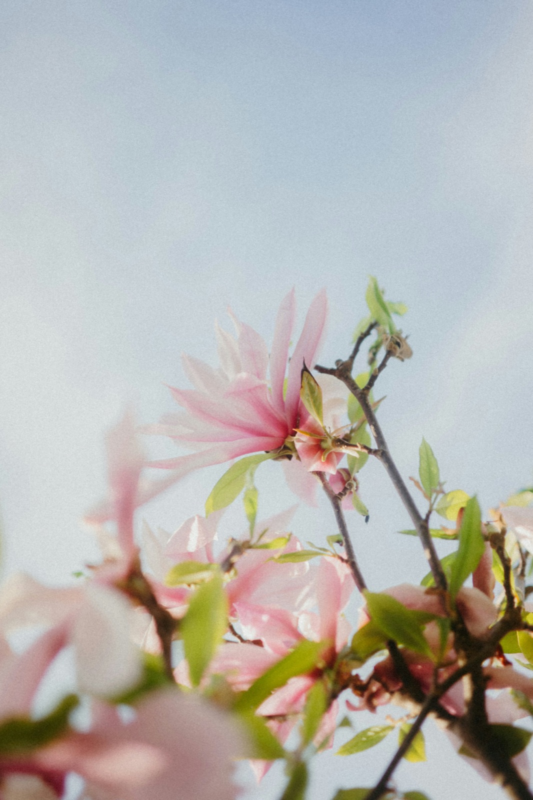 Fiori di magnolia rosa